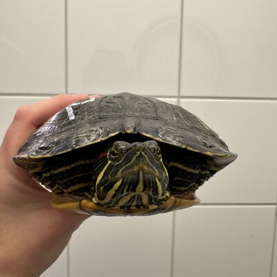 Fundtier Schildkr&ouml;te
